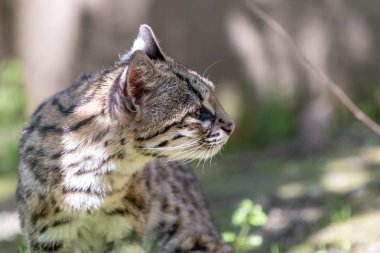 Küçük portresi, kedi oncilla gördüm. Kuzey kaplan kedi ya da yana doğru seyir tigrillo (Leopardus tigrinus).