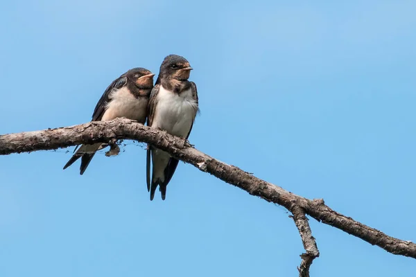 Två Unga Svalor Sittande Gren Mot Klarblå Himmel Ladusvala Hirundo — Stockfoto