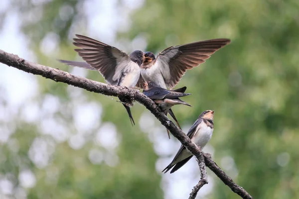 Tři Mladistvé Vlaštovek Krmení Vlaštovka Hirundo Rustica Průběžně Dává Jídlo — Stock fotografie