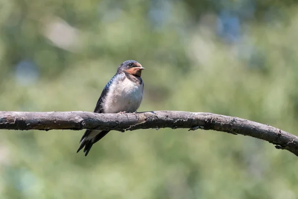 Wysiadywanie Cute Piskląt Perching Oddział Wysiadywanie Nieletnich Hirundo Rustica Białym — Zdjęcie stockowe