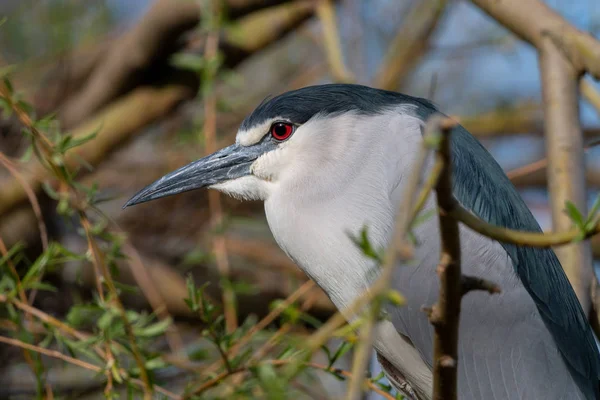 Schwarzgekrönter Nachtreiher Nahaufnahme Schwarzkopf Nachtreiher Nycticorax Nycticorax Mit Roten Augen — Stockfoto