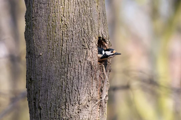 Great Spotted Woodpecker Looking Out Nest Hole Tree Trunk Female — Stock Photo, Image