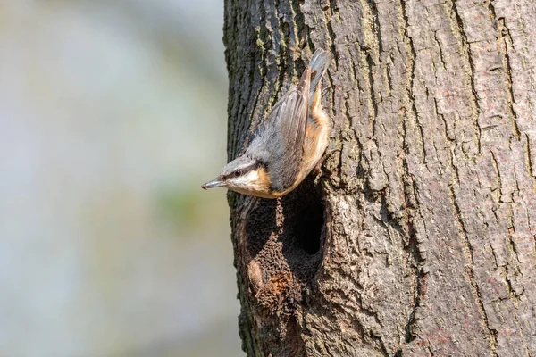 Eurasian nuthatch reduce nest hole entrance by plastering with mud and clay. Female wood nuthatch (Sitta europaea) stained in clay perching on tree trunk over the nesting hollow. Little passerine bird with black eyestripe.