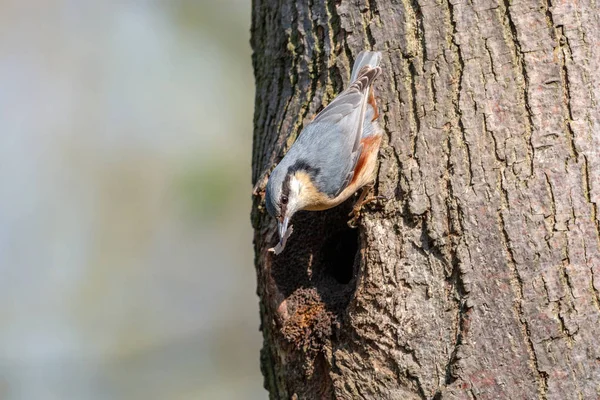 Eurasian Nuthatch Bark Flake Beak Sitting Tree Trunk Nest Hole — Stock Photo, Image