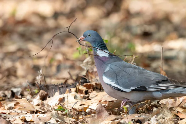 Wood pigeon with thin twig in beak. Common wood pigeon (Columba palumbus) collecting nest material in spring forest. Big grey dove with with pinkish breast and with white on neck and wings.