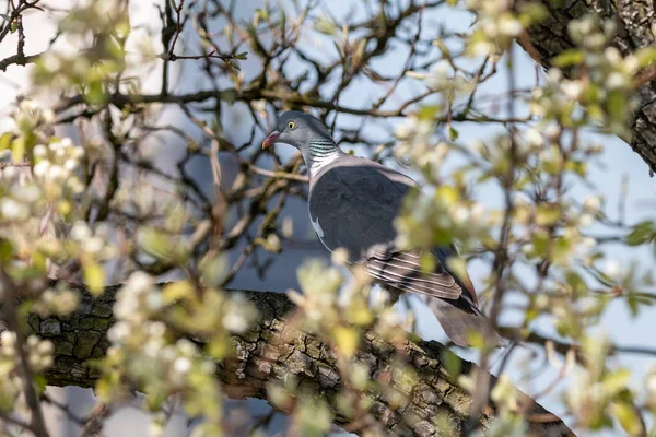 Wood pigeon in spring forest. Common wood pigeon (Columba palumbus) perching on branch of blooming tree. Big grey bird with with pinkish breast and with white on neck and wings.