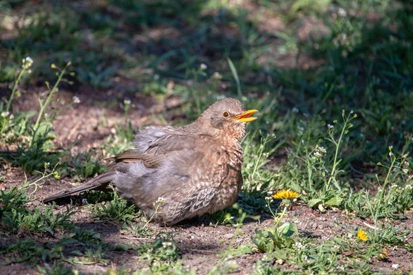 Női Blackbird Ülő Földön Nyitott Csőr Toll Tovább Eurázsiai Vagy — Stock Fotó