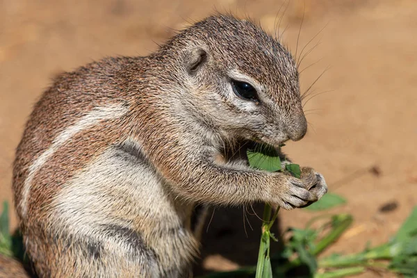 Cape ground squirrel eating green grass. Ground squirrel (Xerus inauris) has brown fur on back, white belly, and white stripes on the sides of body. Cute rodent holding food in little fingers.