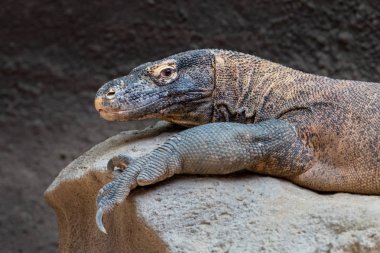 Komodo dragon yakın çekim portre. Komodo monitör (Varanus komodoensis), bir taş üzerinde yalan en büyük kertenkele.