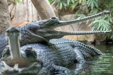 Gharial veya balık yiyen timsah açık ağızlı. Suya yakın başka bir timsah yatan gavial (Gavialis gangeticus).