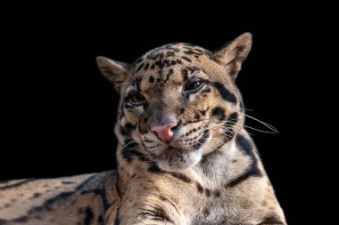 Yakın çekim portre bulutlu Leopard siyah izole. Bulutlu leopar (Neofelis nebulosa) pembe burunlu güzel benekli vahşi kedi mi.