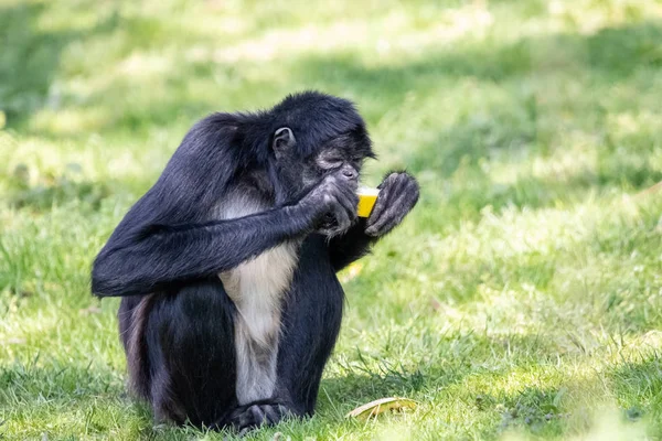 Mono Araña Negro Comiendo Melón Amarillo Dulce Geoffroys Mono Araña — Foto de Stock