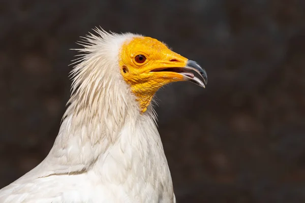 Close-up portrait of Egyptian vulture with open beak. White scavenger vulture or pharaoh\'s chicken (Neophron percnopterus) has white plumage, hackle from neck feathers, and yellow unfeathered face with hooked bill.