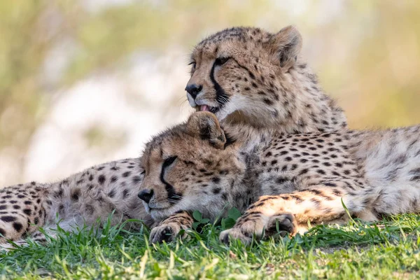 Cheetah Licks Cub Lying Green Grass Two Cheetahs Acinonyx Jubatus — Stock Photo, Image