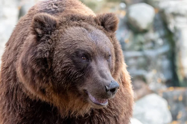 Портрет Крупным Планом Огромного Пушистого Бурого Медведя Камчатский Бурый Медведь — стоковое фото