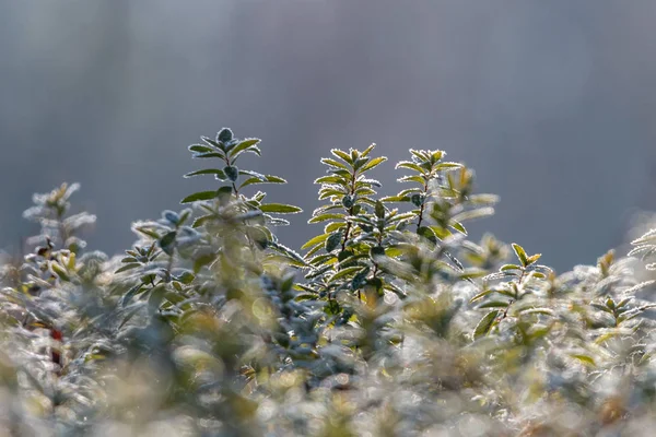 Fagyasztott Bokor Hideg Reggel Korai Fagyok Erdőben Zöld Levelek Gyönyörű — Stock Fotó
