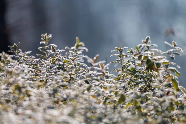 Fagyos Reggel Erdőben Gyönyörű Fehér Dér Fagyasztott Zöld Levelek — Stock Fotó