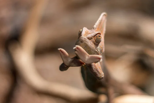 Portret Van Jemenkameleon Met Verhoogde Poten Kegel Hoofd Jemen Kameleon — Stockfoto