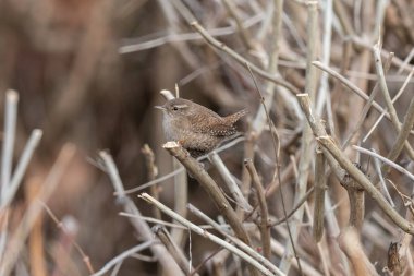 Avrasya wren üzerinde çıplak bir çalı oturuyor. Bush dalı ile kahverengi bir arka plan bulanık tıraşlama küçük, güdük kuyruklu kahverengi songbird (Troglodytes troglodytes).