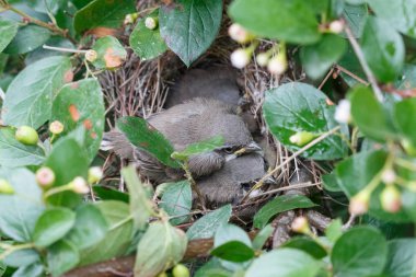 Young grey warbler chicks lying in the nest. Juvenile lesser whitethroat (Sylvia curruca). Cute wildlife scene from summer forest. clipart