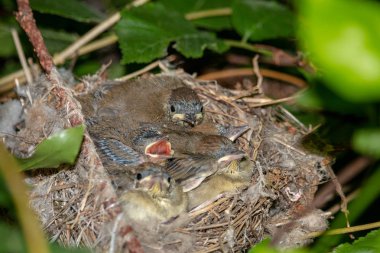 Minik ötleğen civcivlerin yuvada yalan. Bush yaprakları arasında gizli Avrasya ötleğen gençlere (Sylvia atricapilla).