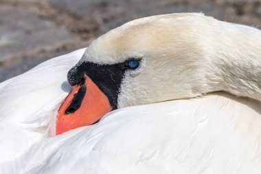Kör mute swan ile turuncu Gaga kanat altında sıkışmış. Güzel beyaz su kuşları kuşla göze batan şey kafasının arka tüyleri dinlenme (kuğu rengi).