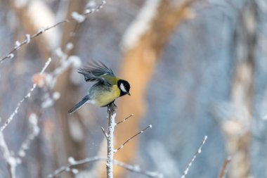 Büyük baştankara yayılması ile kış ormanda kanatlar. Küçük sarı kuş (Parus major) siyah kap ve ışık ile karlı dalı tıraşlama beyaz yanakları ile arka plan bulanık.