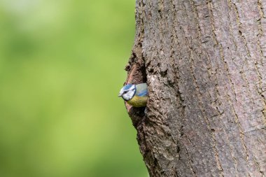 Avrasya Mavi baştankara iç içe geçmiş delikten ağaç gövdesinde arıyorum. Yanaklar ve sarı karın Cyanistes caeruleus, küçük ötücü kuş mavi kapaklı beyaz.