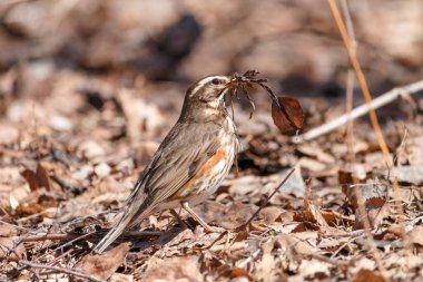 Redwing yere yuva malzeme toplar. Pamukçuk ile kahverengi lekeler (Turdus iliacus) düşmüş oturan Gaga kuru ot bırakır.