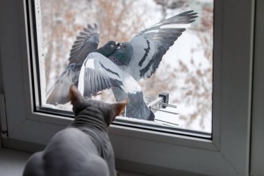 Don Sphynx kedi öpüşme güvercinlere pencereden görünüyor. İki gri kaya (Columba livia) onların burnu ile bağlı yayılma kanatlı kumrular.