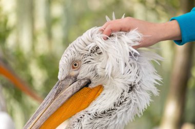 Human hand caress white Dalmatian pelican head. Close-up portrait of Pelecanus crispus. Large silvery-white bird with curly nape feathers and huge bill with orange pouch. clipart