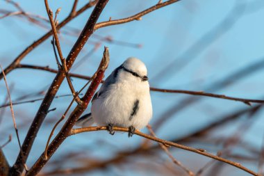 Masmavi baştankara arka planda mavi gökyüzü ile bir dal üzerinde tıraşlama. Küçük beyaz bir kuş (Cyanistes cyanus) bush dal. Kış, Rusya Federasyonu.