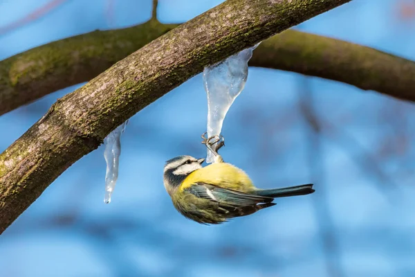 Teta Azul Eurasiática Colgando Boca Abajo Carámbano Pequeño Pajarito Cyanistes — Foto de Stock