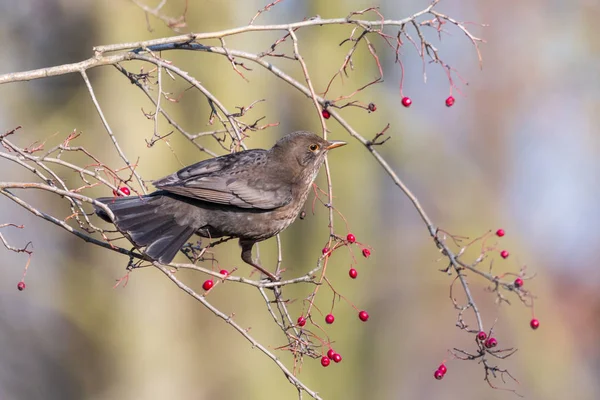 Самка Дрозда Сидит Веточке Красными Ягодами Дрозд Turdus Merula Питается — стоковое фото