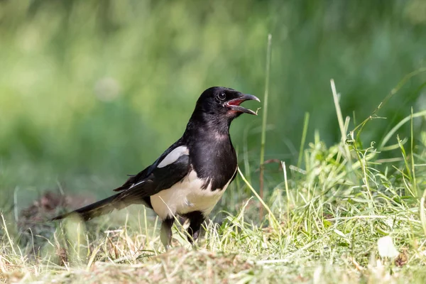 Gazza Euroasiatica Con Becco Aperto Nell Erba Verde Uccello Corvido — Foto Stock