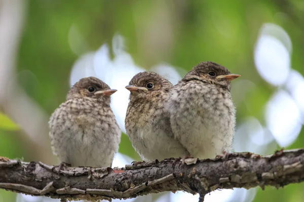 Drei Jugendliche Fliegenfänger Die Großaufnahme Auf Dem Ast Hocken Niedliche — Stockfoto