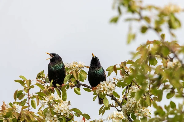 Deux Étourneaux Chantant Sur Une Branche Pommier Fleurs Paire Étourneaux — Photo