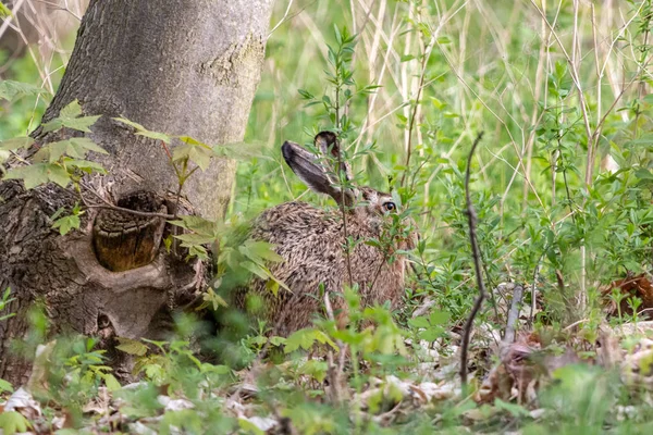Wild Brown Hare Hiding Tree Green Background European Hare Lepus — Stock Photo, Image