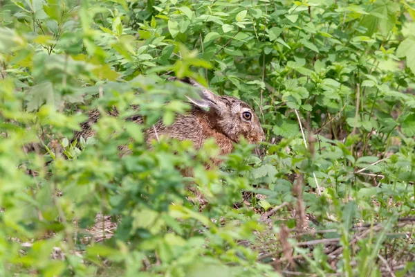 Европейский Заяц Прячется Среди Зеленой Травы Летнем Лесу Коричневый Заяц — стоковое фото