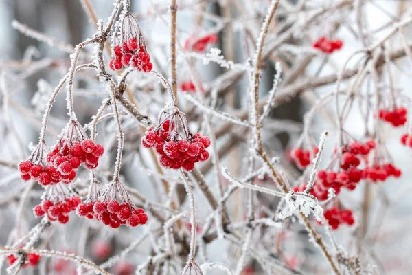 Cukormázas Vörös Bogyók Guelder Rózsa Hoarfrost Viburnum Opulus Fürtjein Ágain — Stock Fotó