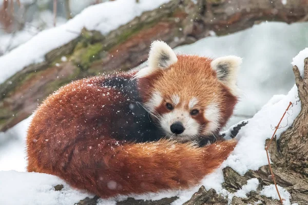 Close-up portrait of fluffy red panda in winter. Lesser panda or firefox (Ailurus fulgens) resting on snow-covered tree.