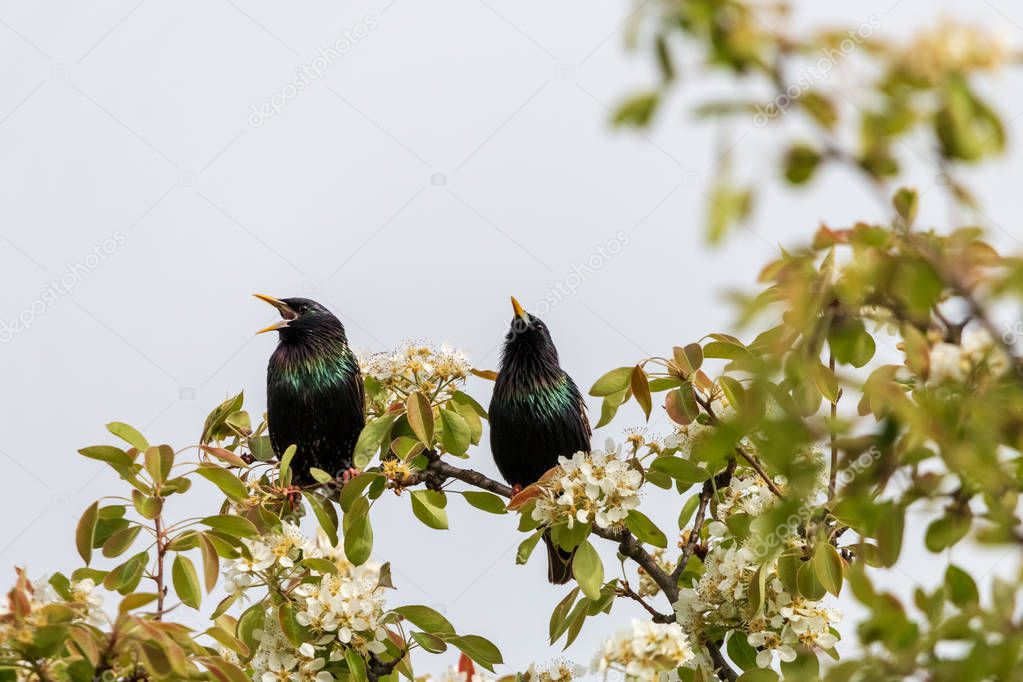 Two starlings singing on a branch of blooming apple tree. Pair of European starlings (Sturnus vulgaris) with glossy black plumage sing spring songs perching on a twig.