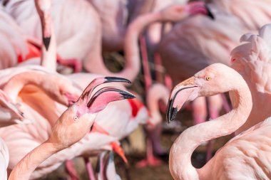 İki pembe flamingolar arasında çatışma fotoğrafı yakın çekim