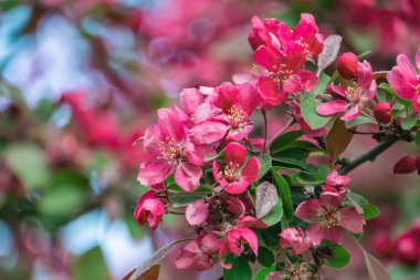 Pembe elma çiçeği yakın çekim doymuş