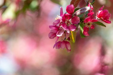 Pembe elma çiçeği yakın çekim doymuş