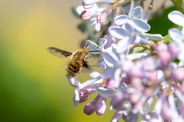Eflatun çiçekler üzerinde büyük arı-fly toplama nektar