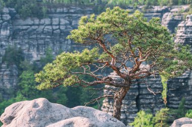 Eğri çam ağacı ile kumtaşı kaya arka planda