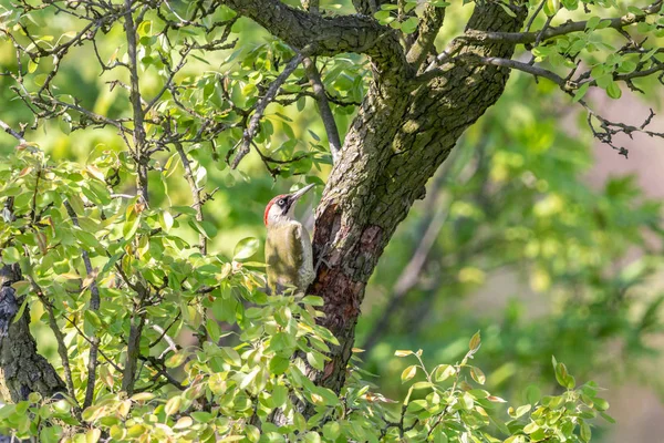 European green woodpecker on apple tree trunk — Stock Photo, Image