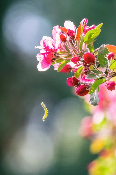 Зеленая гусеница висит на паутине на розовом яблочном цвете — стоковое фото