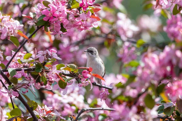 Kleiner Vogel zwischen rosa Blüten des blühenden Apfelbaums — Stockfoto